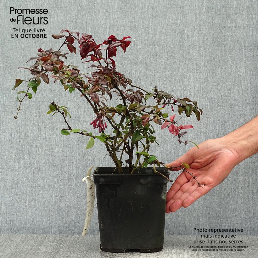 Ejemplar de Agracejo japonés - Berberis thunbergii Thunderbolt Maceta 2L/3L entregado en otoño