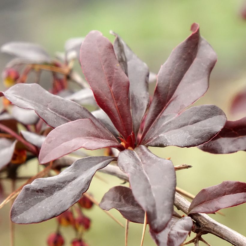 Agracejo japonés - Berberis thunbergii Thunderbolt (Follaje)