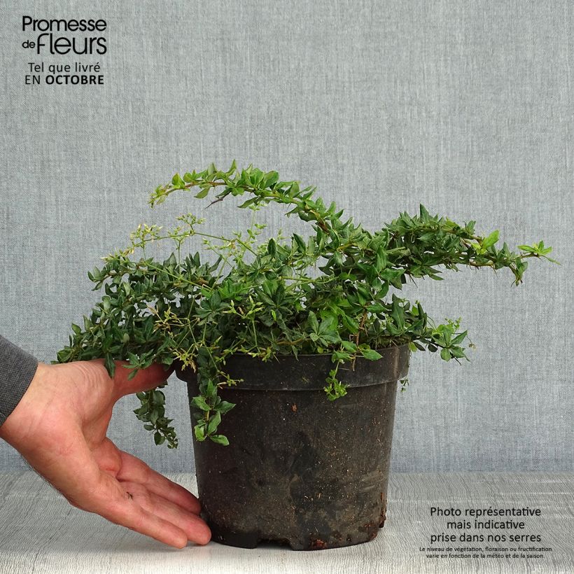 Ejemplar de Agracejo - Berberis verrucosa Maceta 2L/3L entregado en otoño