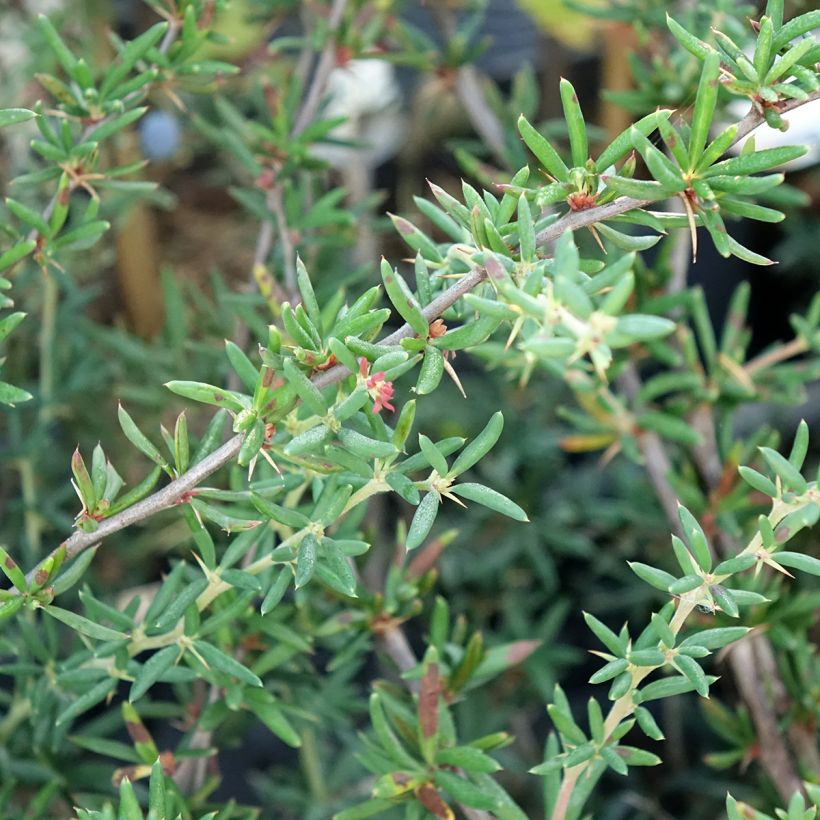 Agracejo - Berberis stenophylla - Agracejo (Follaje)