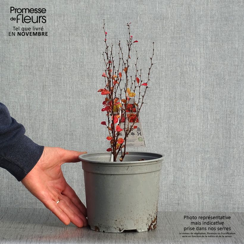 Ejemplar de Agracejo japonés - Berberis thunbergii Orange Ice Maceta 2L/3L entregado en otoño
