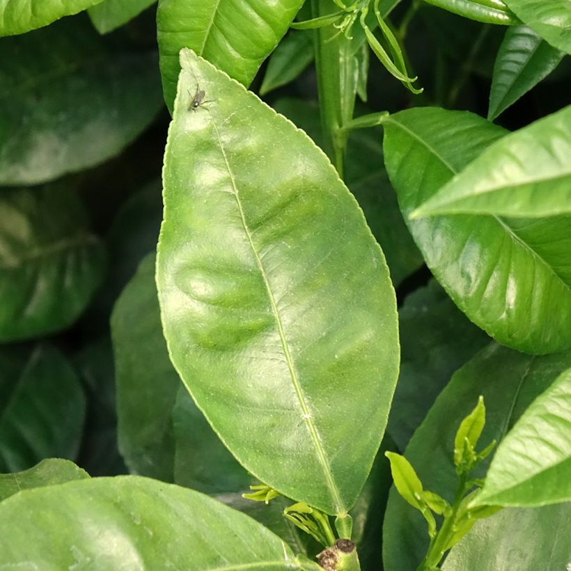 Citrus bergamia - Bergamota  (Follaje)