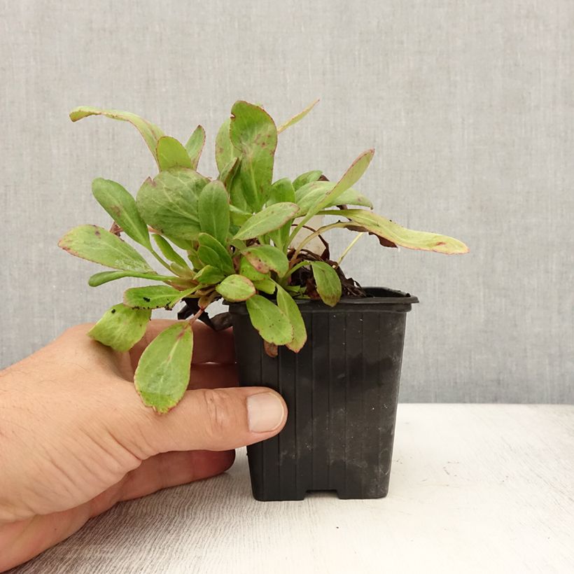 Ejemplar de Bergenia Bach - Hortensia de invierno Maceta de 8/9 cm entregado en verano