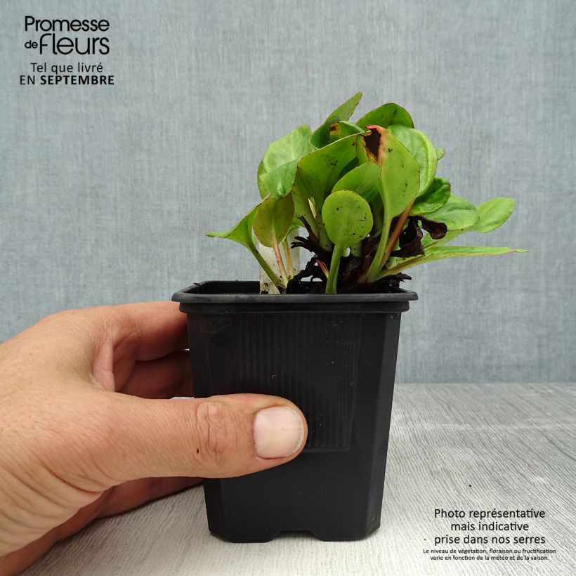 Ejemplar de Bergenia Bartok - Hortensia de invierno Maceta de 8/9 cm entregado en verano
