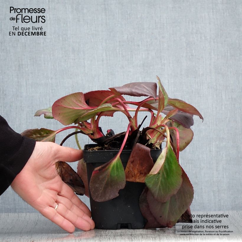 Ejemplar de Bergenia cordifolia - Hortensia de invierno Maceta 2L/3L entregado en otoño