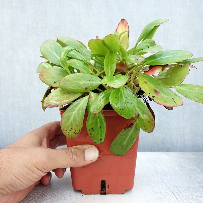 Ejemplar de Bergenia cordifolia Silberlicht - Hortensia de invierno Maceta 1L/1,5L entregado en verano