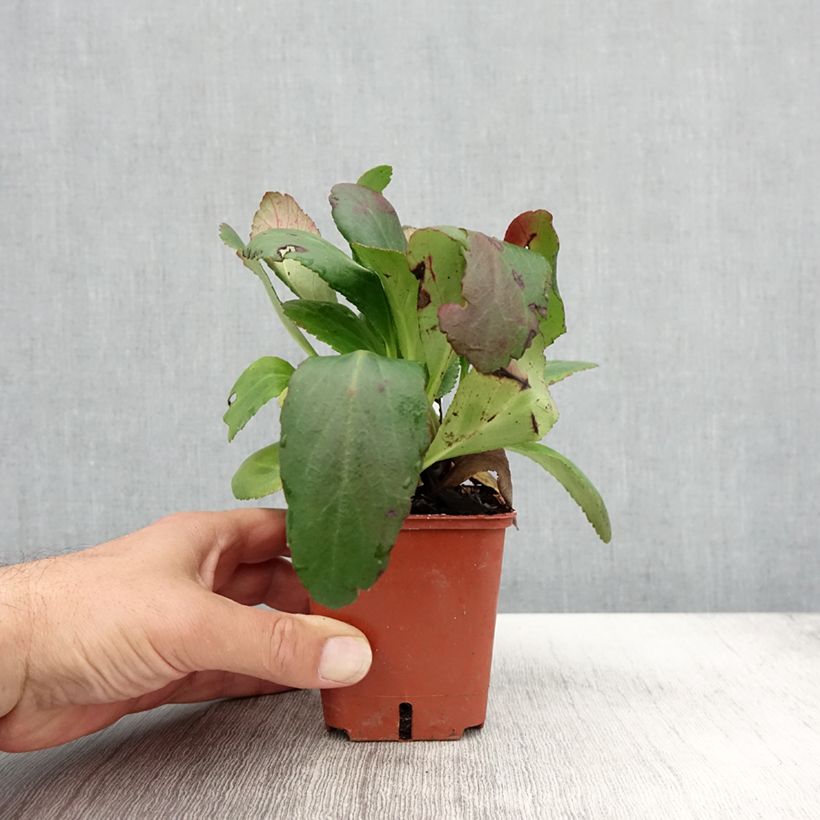 Ejemplar de Bergenia Dragonfly Angel Kiss - Hortensia de invierno Maceta de 8/9 cm entregado en otoño