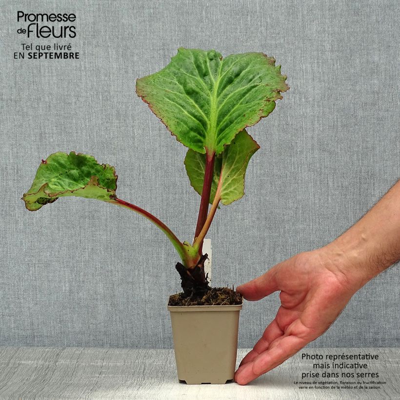 Ejemplar de Bergenia Eden's Magic Giant - Hortensia de invierno Maceta de 8/9 cm entregado en verano
