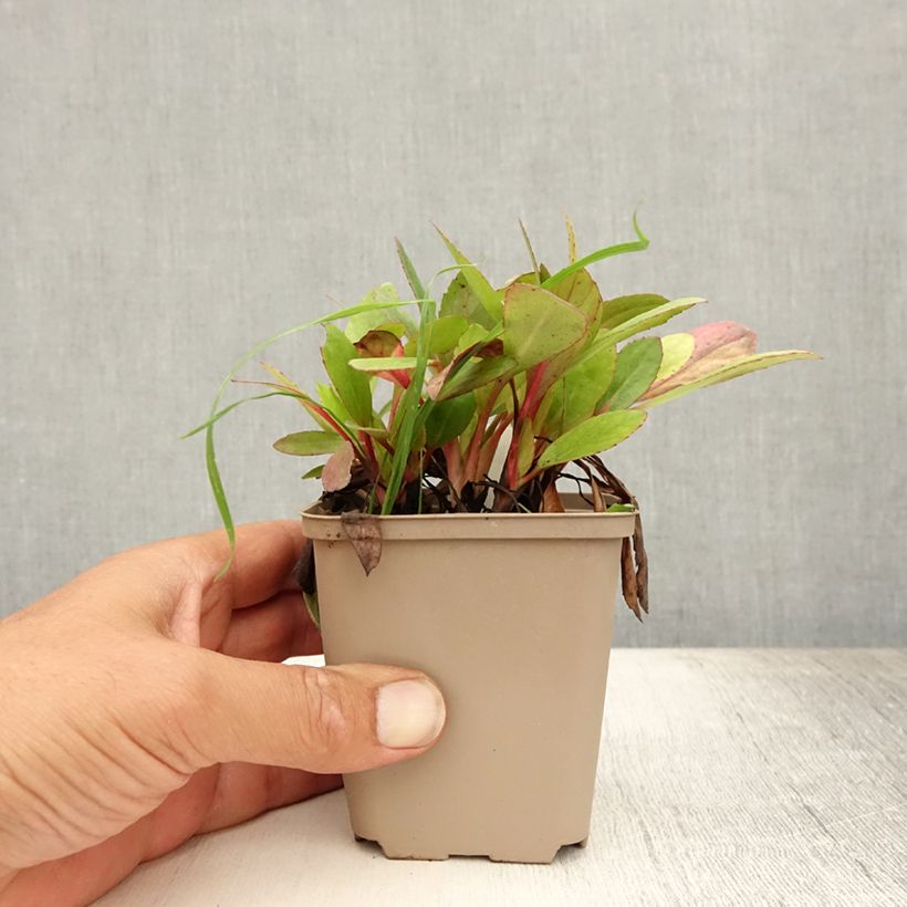 Ejemplar de Bergenia Flirt - Hortensia de invierno Maceta de 8/9 cm entregado en verano