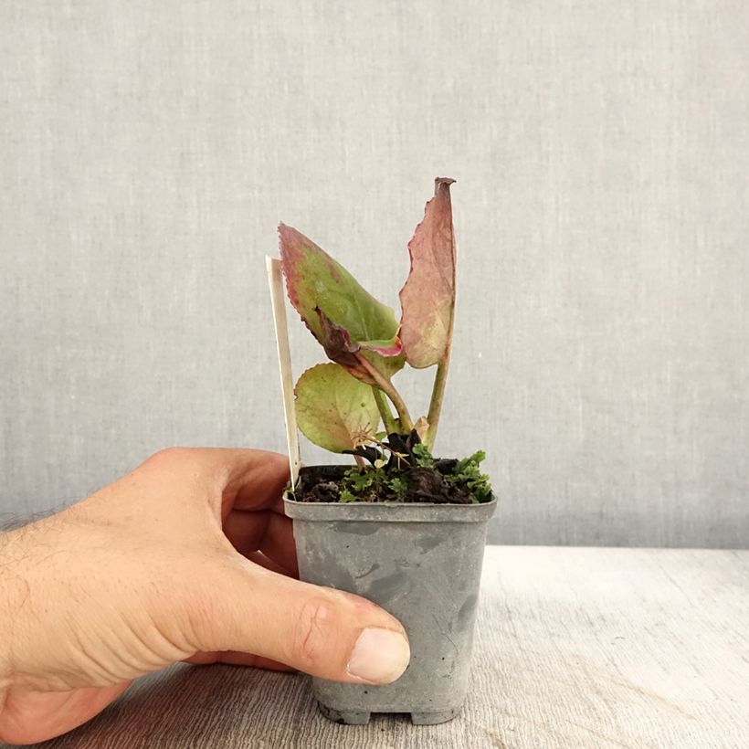 Ejemplar de Bergenia Abendglut - Hortensia de invierno Maceta de 8/9 cm entregado en otoño