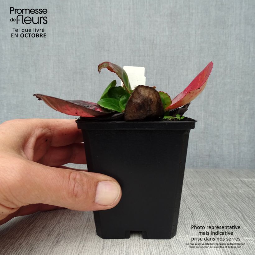 Ejemplar de Bergenia Baby Doll - Hortensia de invierno Maceta de 8/9 cm entregado en otoño