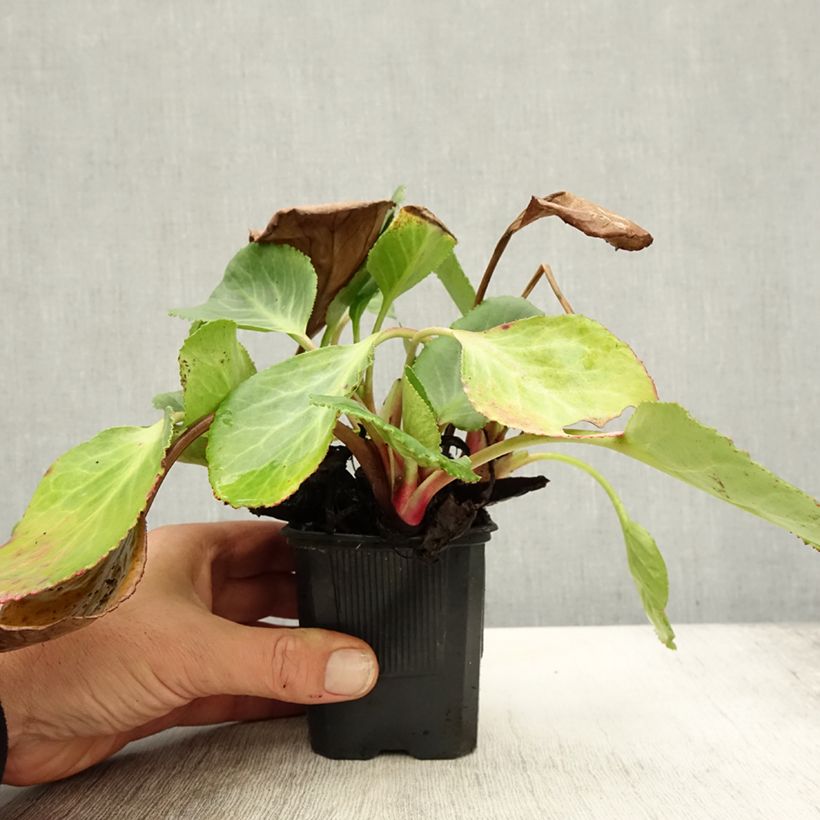 Ejemplar de Bergenia Harzkristall - Hortensia de invierno Maceta de 8/9 cm entregado en otoño