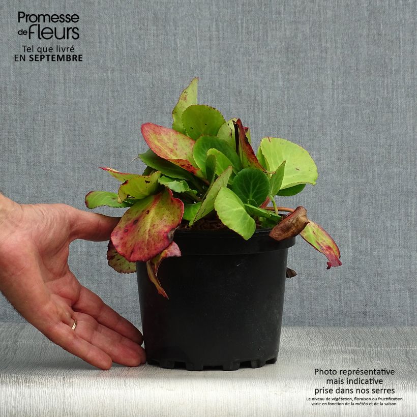 Ejemplar de Bergenia Harzkristall - Hortensia de invierno Maceta 2L/3L entregado en otoño