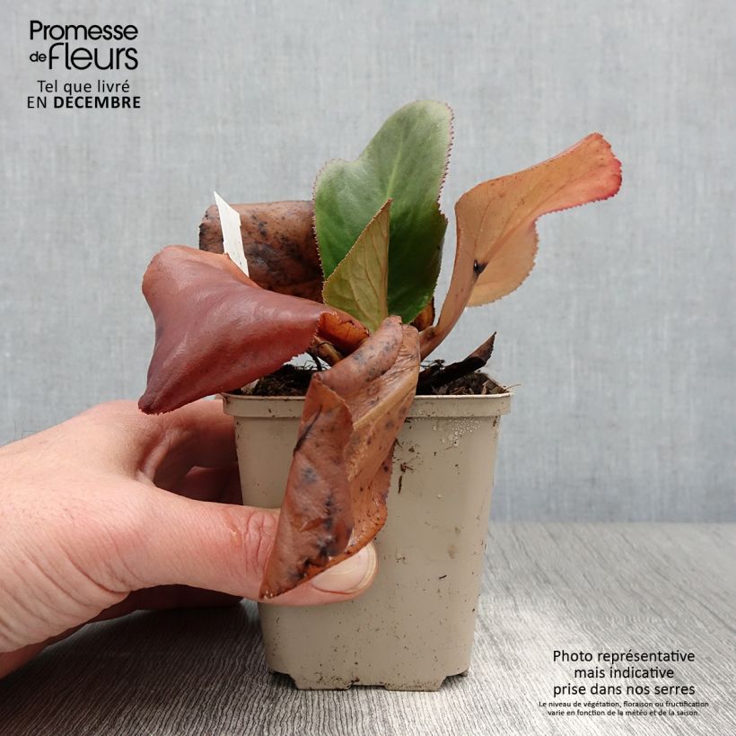 Ejemplar de Bergenia stracheyi Ice Queen - Hortensia de invierno Maceta de 8/9 cm entregado en otoño