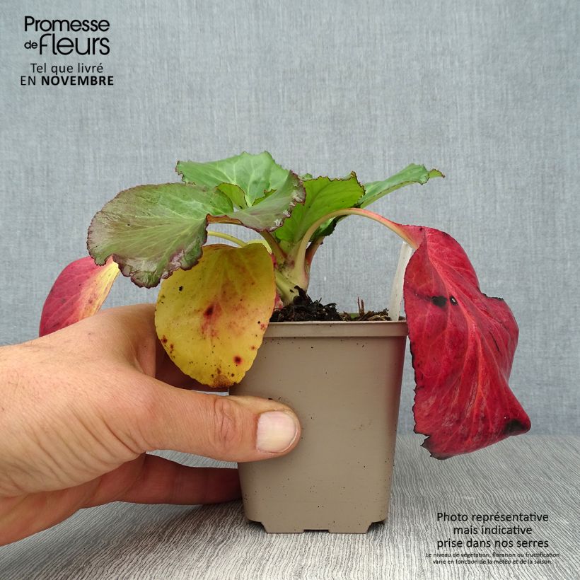 Ejemplar de Bergenia Jelle - Hortensia de invierno Maceta de 8/9 cm entregado en otoño