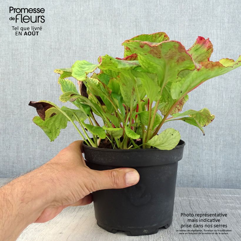 Ejemplar de Bergenia cordifolia Morgenrote - Hortensia de invierno Maceta 2L/3L entregado en verano