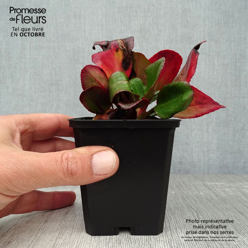 Ejemplar de Bergenia Ouvertüre - Hortensia de invierno Maceta de 8/9 cm entregado en otoño