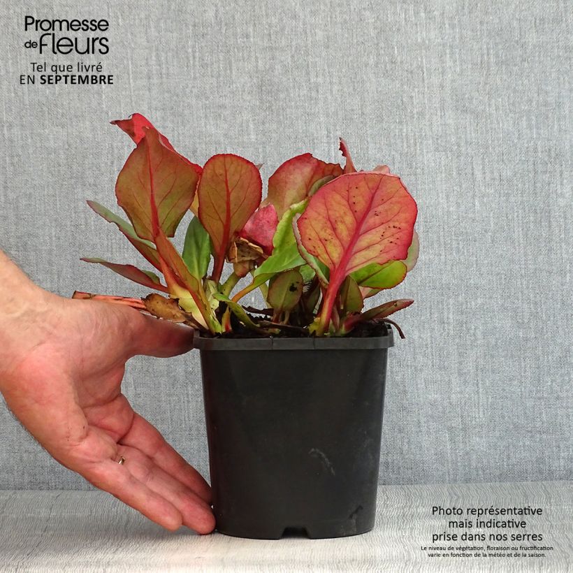 Ejemplar de Bergenia Ouvertüre - Hortensia de invierno Maceta 1,5L/2L entregado en verano