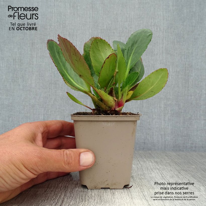 Ejemplar de Bergenia Pink Dragonfly - Hortensia de invierno Maceta de 8/9 cm entregado en otoño