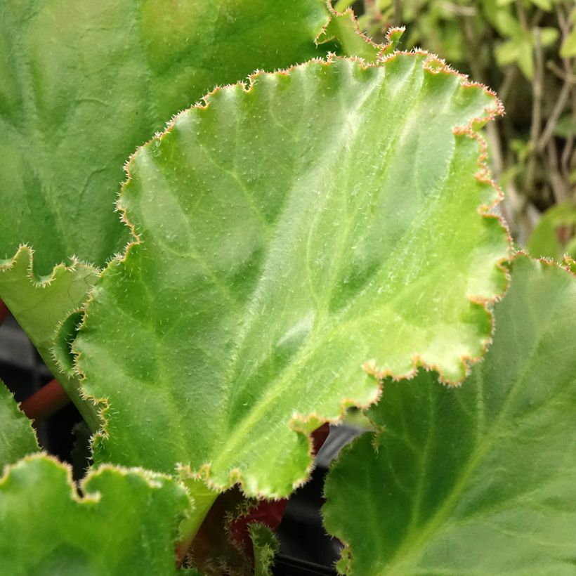 Bergenia Ripple Effect (Follaje)