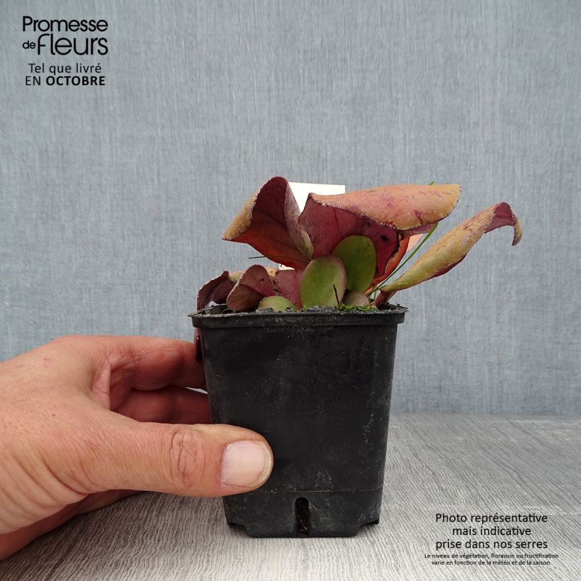 Ejemplar de Bergenia cordifolia Rotblum - Hortensia de invierno Maceta de 7/8 cm entregado en otoño