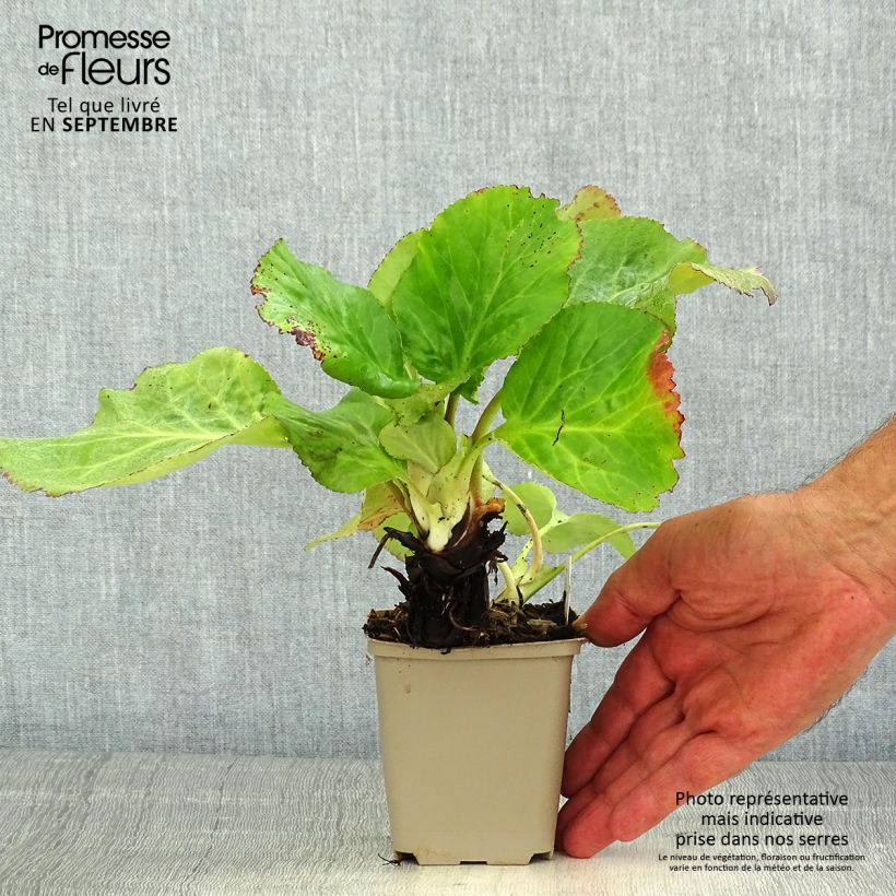 Ejemplar de Bergenia schmidtii - Hortensia de invierno Maceta de 8/9 cm entregado en verano