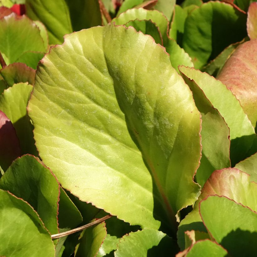 Bergenia Winterglut - Hortensia de invierno (Follaje)