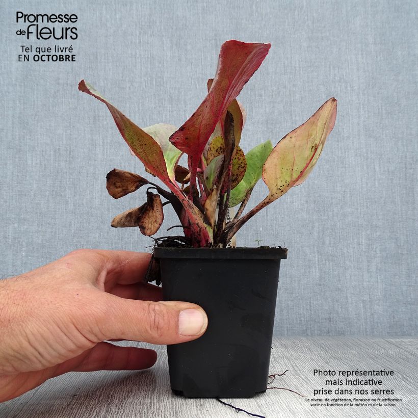 Ejemplar de Bergenia Winterglut - Hortensia de invierno Maceta de 8/9 cm entregado en otoño