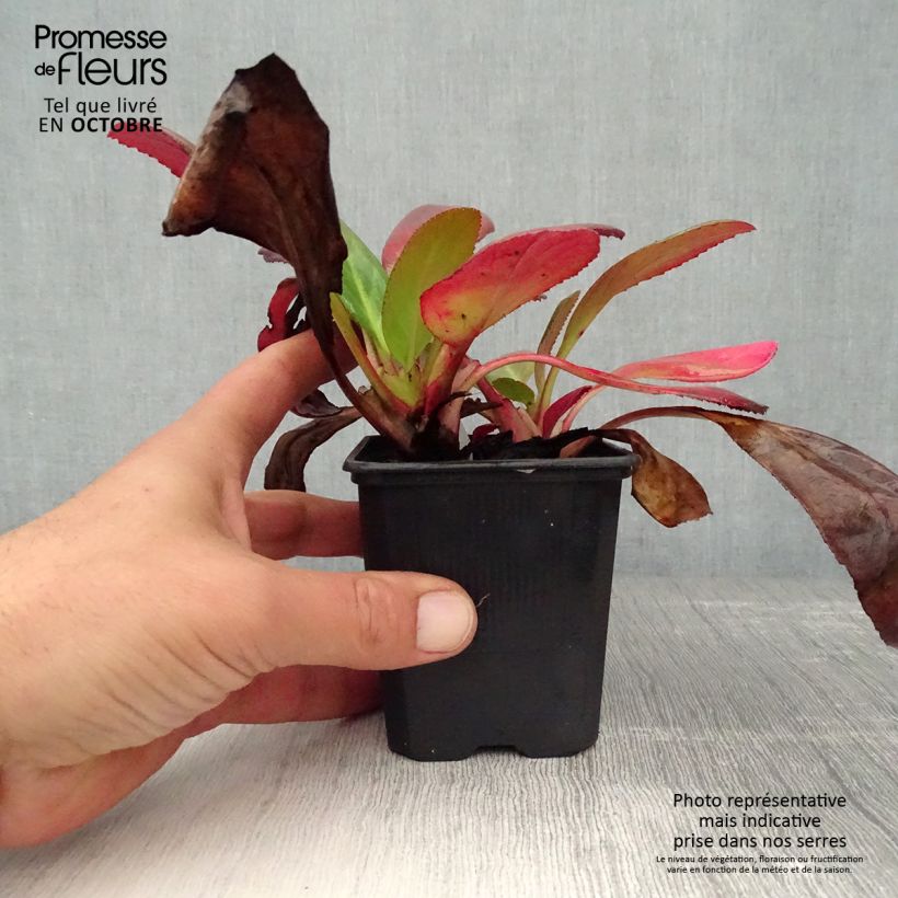 Ejemplar de Bergenia Wintermarchen - Hortensia de invierno Maceta de 8/9 cm entregado en otoño