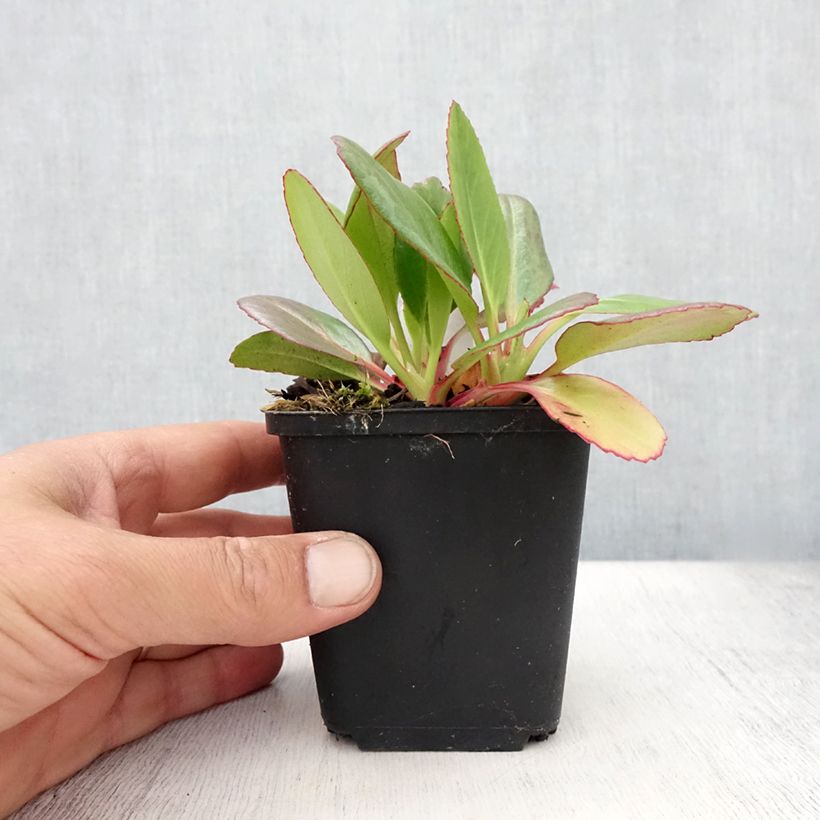Ejemplar de Bergenia Wintermarchen - Hortensia de invierno Maceta de 8/9 cm entregado en verano