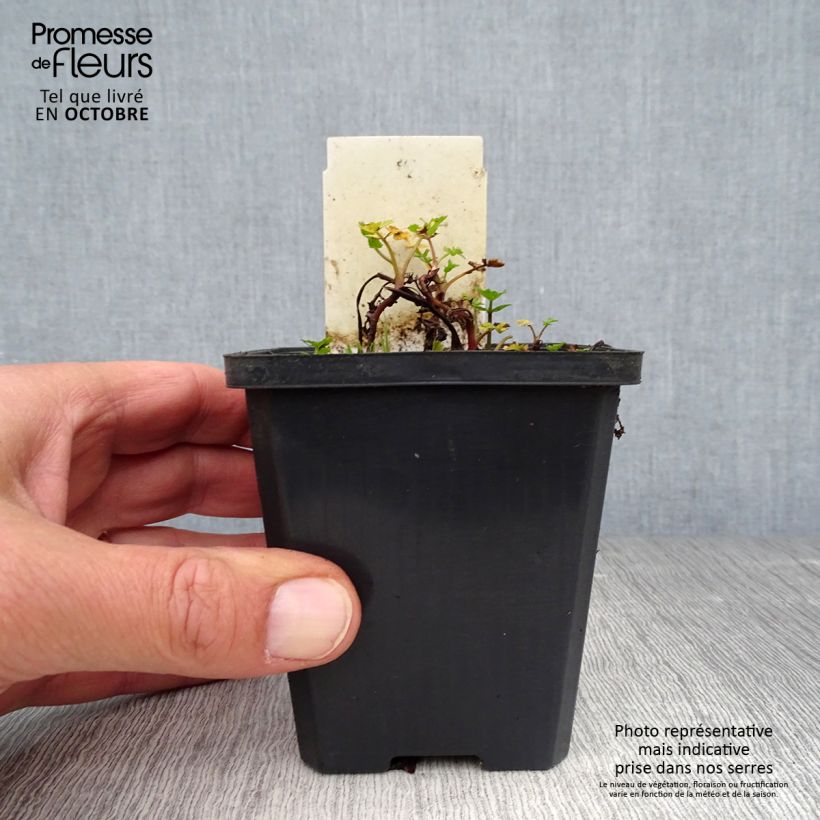 Ejemplar de Berula erecta - Palmita de agua Maceta de 8/9 cm entregado en otoño