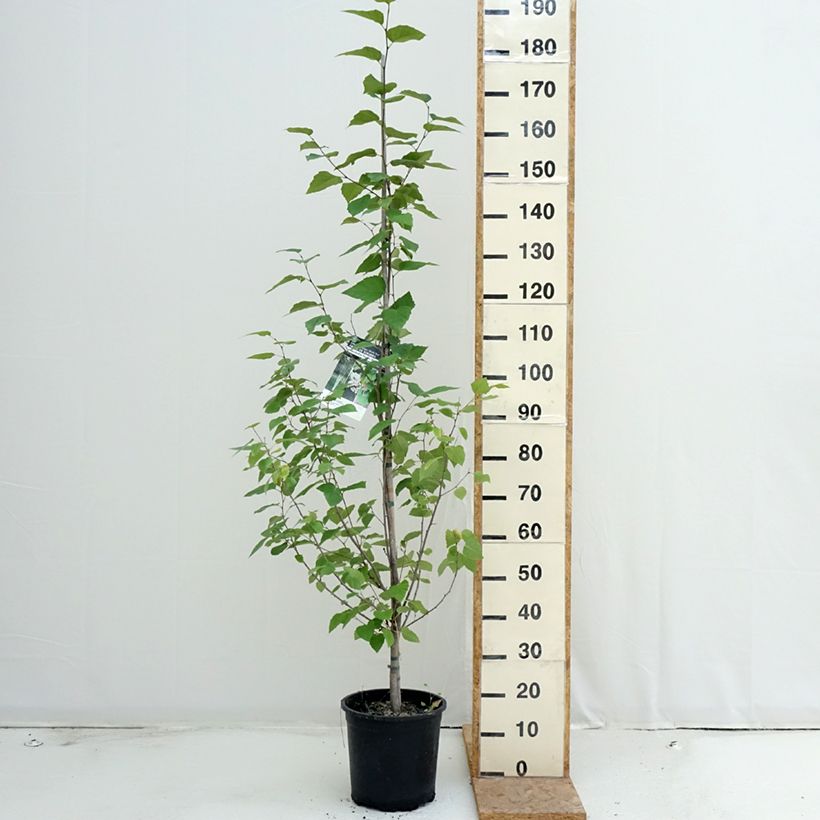 Ejemplar de Betula papyrifera - Abedul papirífero​ Maceta 7,5L/10L entregado en verano