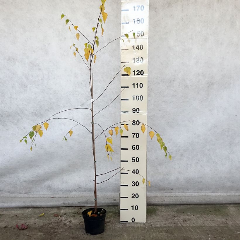 Ejemplar de Abedul común Tristis Maceta 2L/3L entregado en otoño