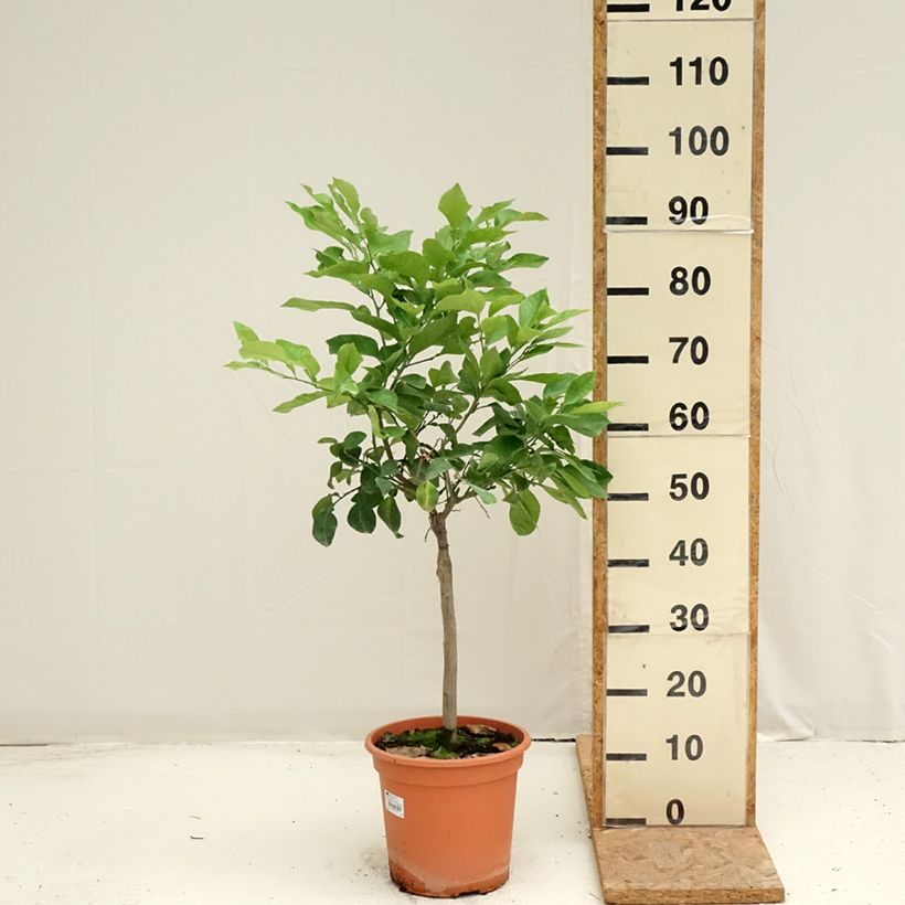 Ejemplar de Naranja agria Bizzaria Maceta 6L/7L, 1/4 tallo entregado en verano