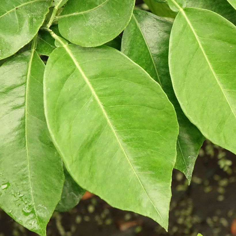 Naranja agria Bizzaria (Follaje)