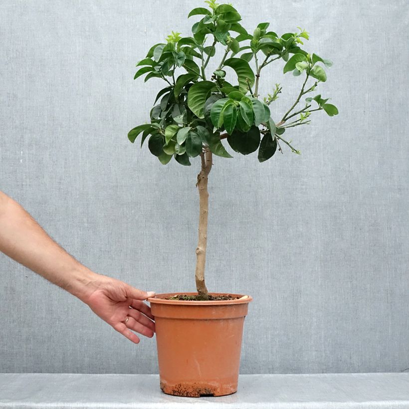 Ejemplar de Naranja agria Bouquet de Fleur Maceta 6L/7L, 1/4 tallo entregado en verano