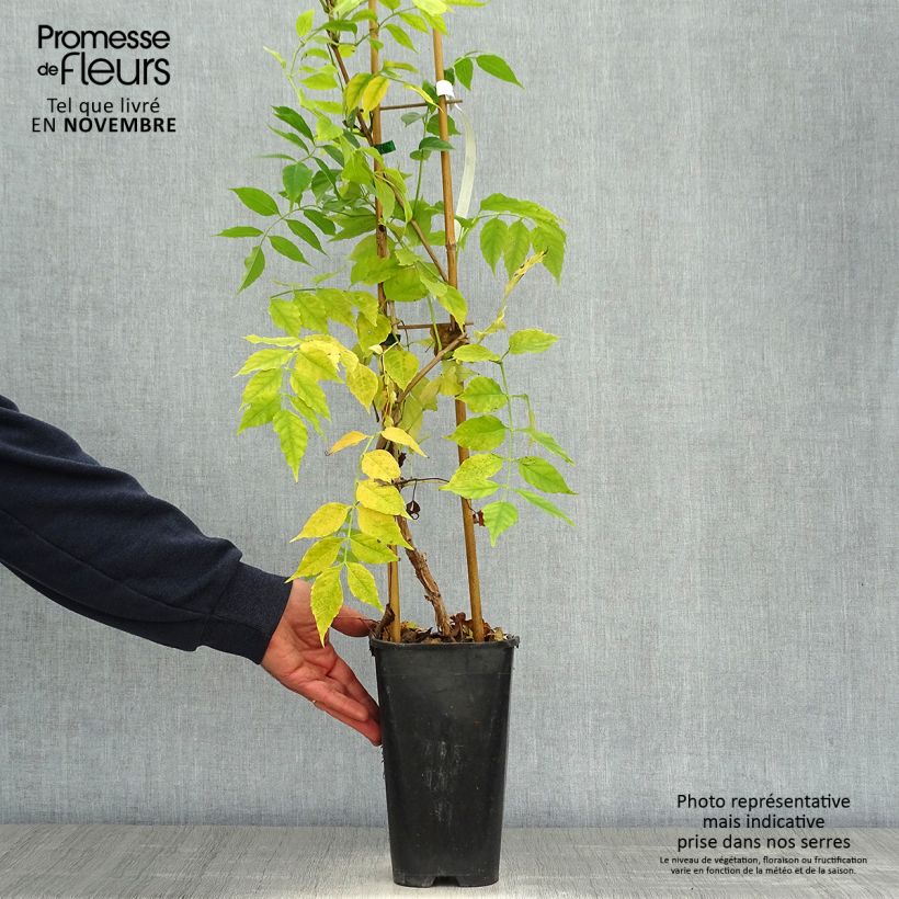 Ejemplar de Enredadera de trompeta Atropurpurea - Campsis radicans Maceta 2L/3L entregado en otoño