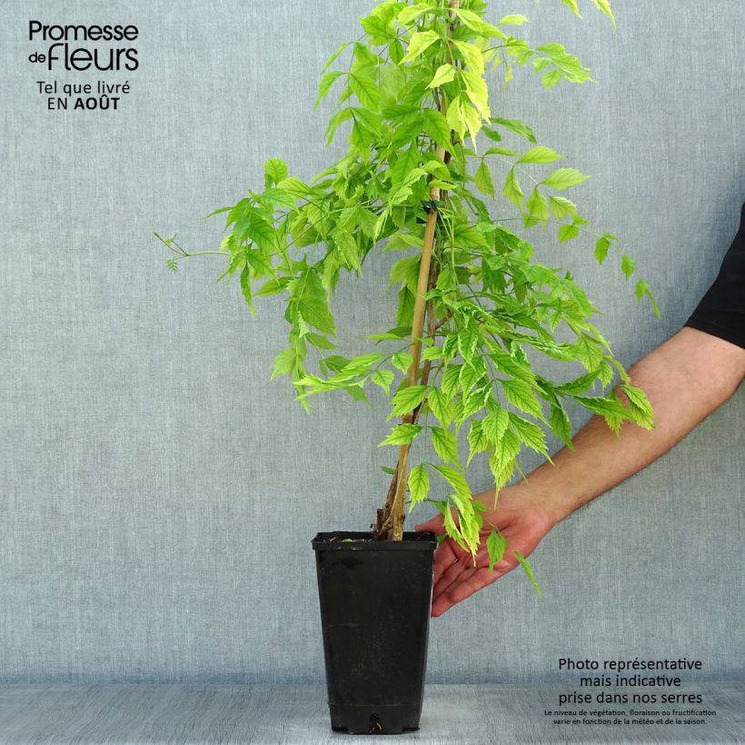 Ejemplar de Enredadera de trompeta Atropurpurea - Campsis radicans Maceta 2L/3LAltura de entrega aprox. 60/70cm entregado en verano