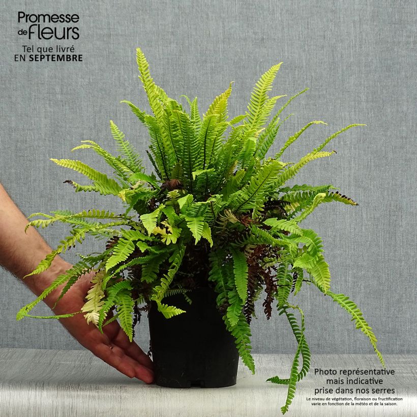 Ejemplar de Blechnum spicant - Helecho Maceta 2L/3L entregado en otoño