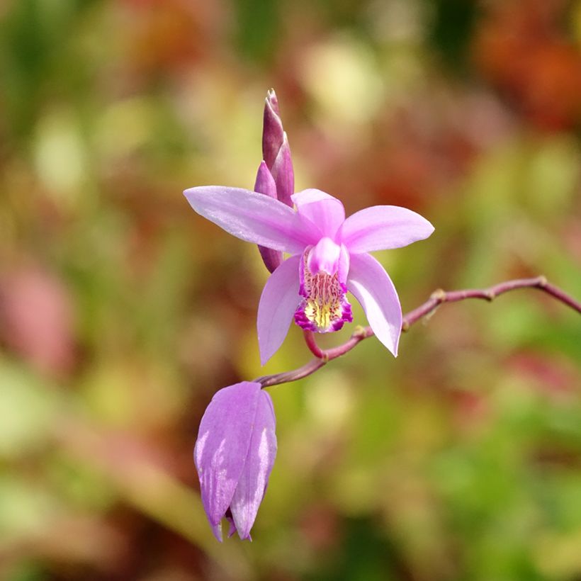 Bletilla Penway Paris (Floración)
