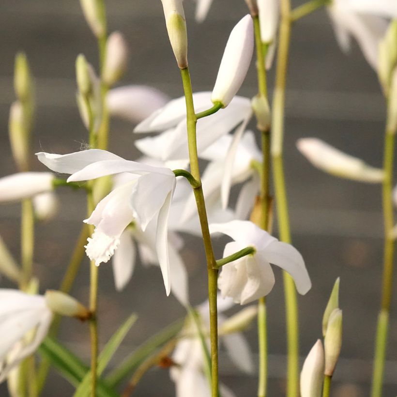Bletilla striata Alba (Floración)