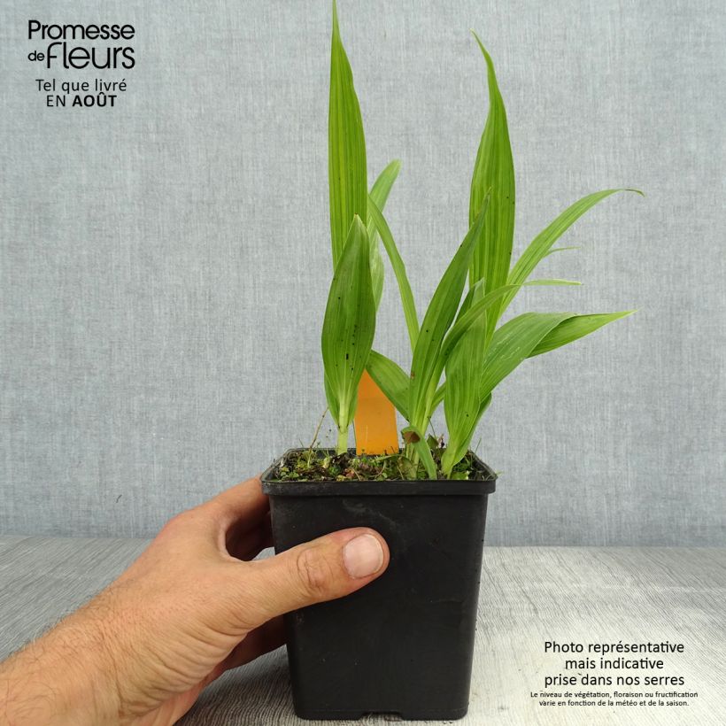 Ejemplar de Bletilla striata Alba - Orchidée jacinthe Blanche pot de 1/1,5L entregado en verano