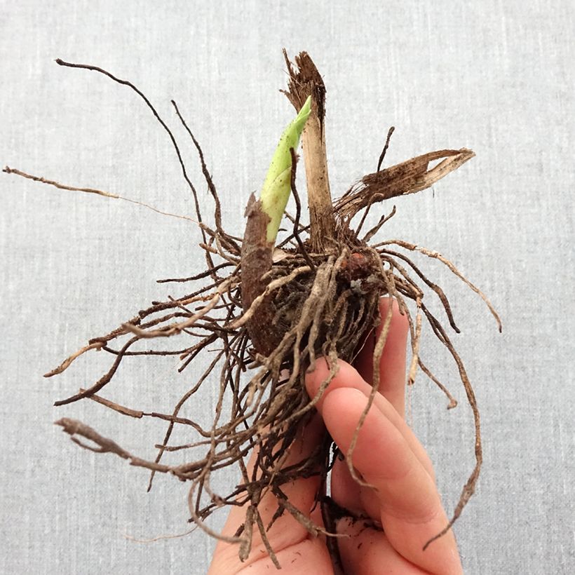 Bletilla striata f. gebina Bulbo calibre I Ejemplar entregado en la primavera