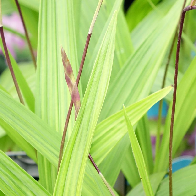 Bletilla striata (Follaje)