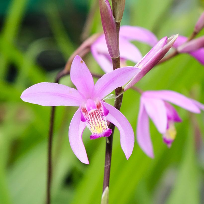 Bletilla striata (Floración)