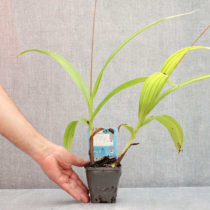 Ejemplar de Bletilla striata Maceta de 8/9 cm entregado en verano