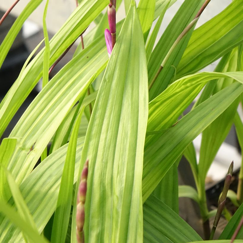 Bletilla striata Purple (Follaje)