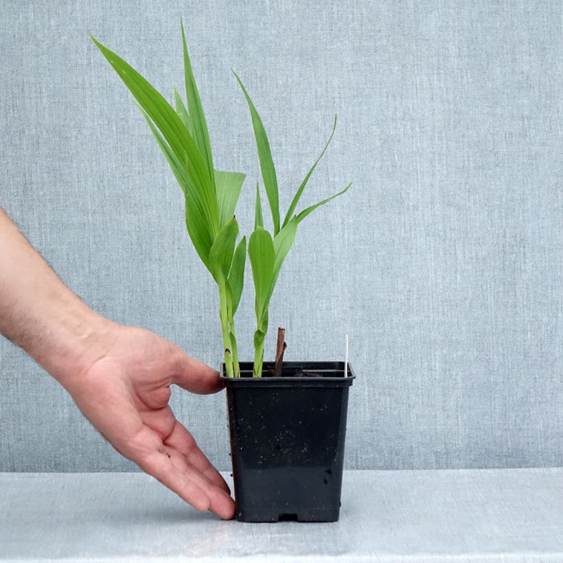 Ejemplar de Bletilla striata Purple Maceta de 8/9 cm entregado en verano