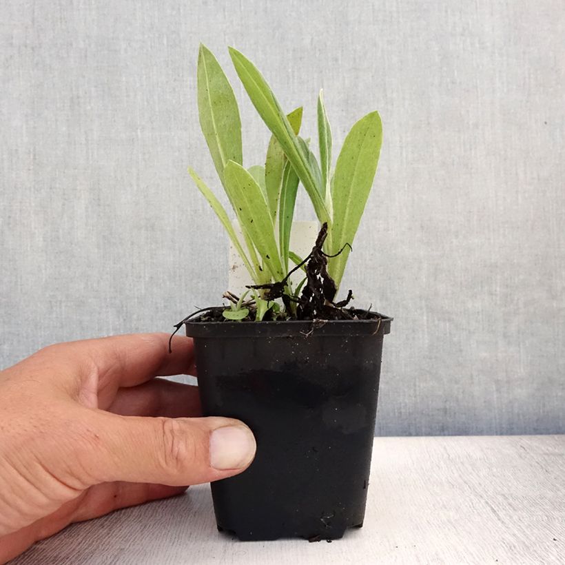 Ejemplar de Centaurea montana Coerulea Maceta de 8/9 cm entregado en verano