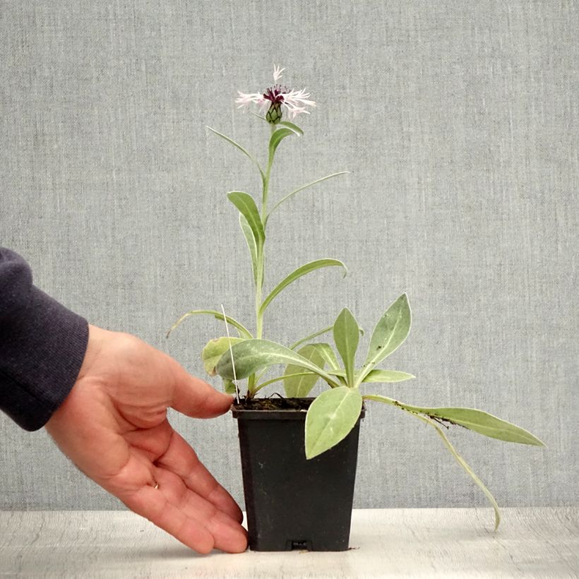 Ejemplar de Centaurea montana Amethyst in Snow Maceta de 8/9 cm entregado en verano